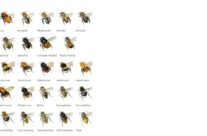 Welke bijen vliegen er bij jou in de tuin?