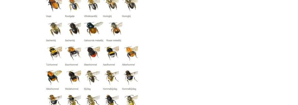 Welke bijen vliegen er bij jou in de tuin?