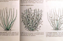 Volgens de tondeuse-methode