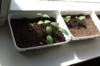 Oud zaad in de kosmos