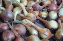 Oogst in volle gang!